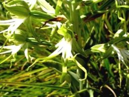 Bonatea antennifera