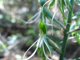 Bonatea saundersioides all green and white
