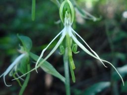 Bonatea saundersioides flowers