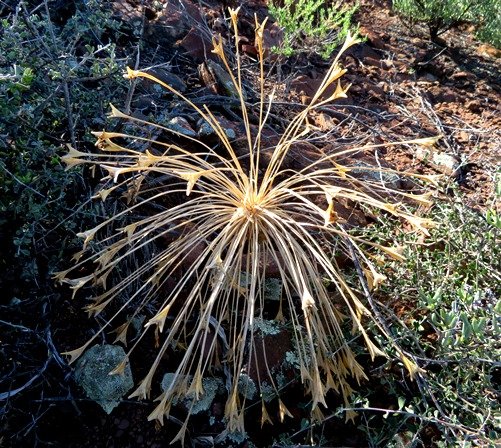 Boophone disticha old fruit head