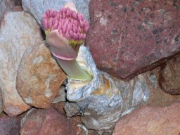 Boophone disticha resolute under rocks