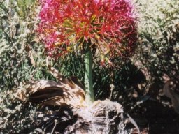 Boophone disticha leaves gone, flowers only