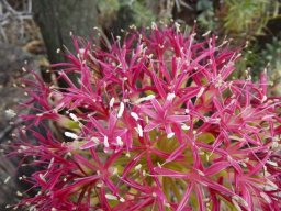 Boophone disticha numerous florets