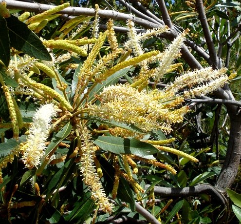 Brabejum stellatifolium being busy