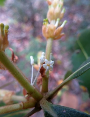 Brabejum stellatifolium blooms close-up