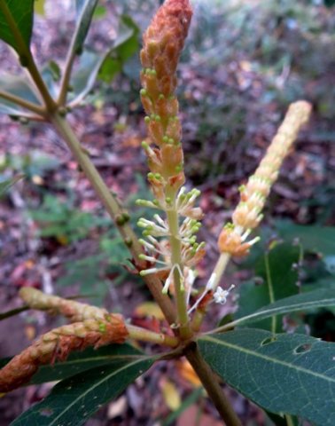 Brabejum stellatifolium young spikes