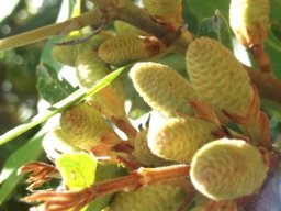 Brabejum stellatifolium flowering begins