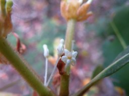 Brabejum stellatifolium blooms close-up