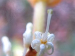 Brabejum stellatifolium open floret