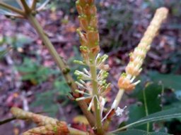 Brabejum stellatifolium young spikes