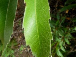 Brabejum stellatifolium upper leaf part