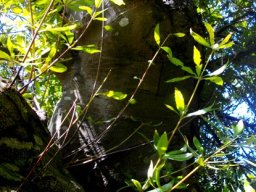 Brabejum stellatifolium trunk