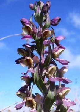 Brachycorythis ovata subsp. ovata inflorescence