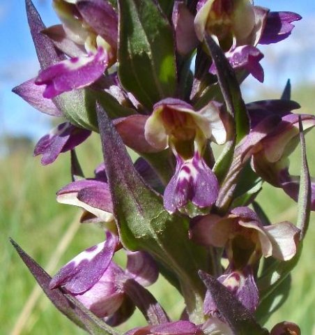 Brachycorythis ovata subsp. ovata