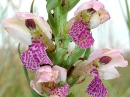 Brachycorythis conica subsp. transvaalensis