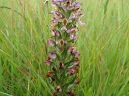 Brachycorythis ovata subsp. ovata in grassland