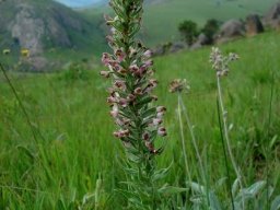 Brachycorythis pubescens leaves