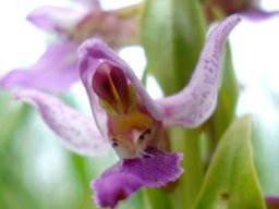 Brachycorythis tenuior flower column