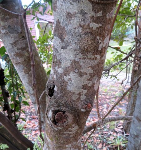 Brachylaena elliptica stems
