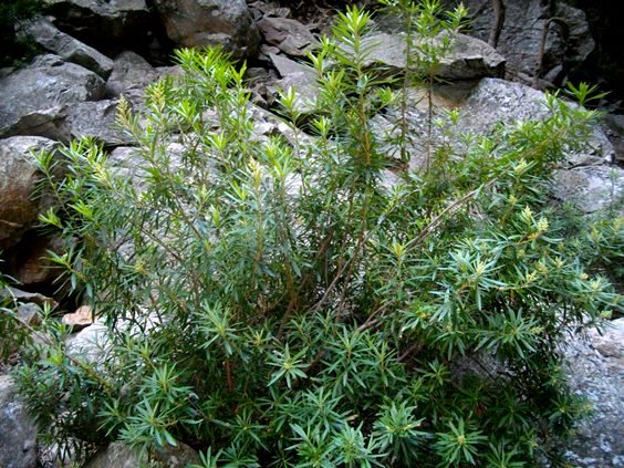 Brachylaena neriifolia