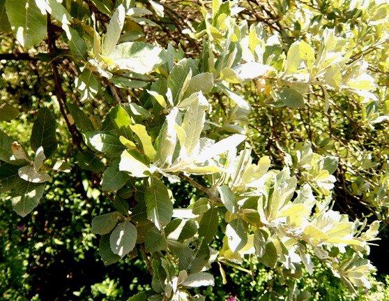 Brachylaena rotundata leaves