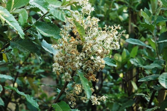 Brachylaena transvaalensis
