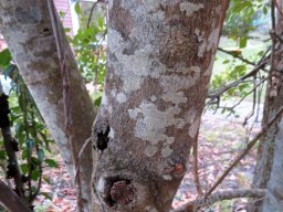 Brachylaena elliptica stems