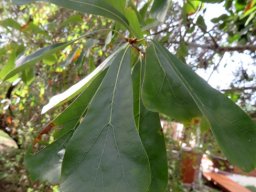 Brachylaena