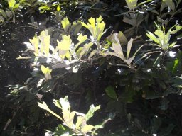 Brachylaena elliptica leaves velvety below