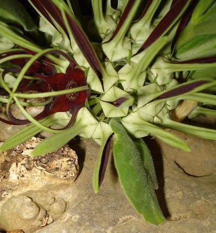 Brachystelma barberae