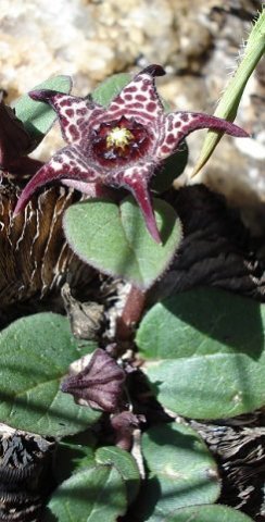 Brachystelma coddii