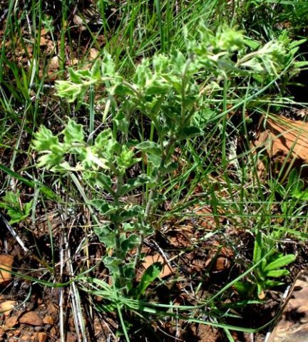Brachystelma macropetalum leaves