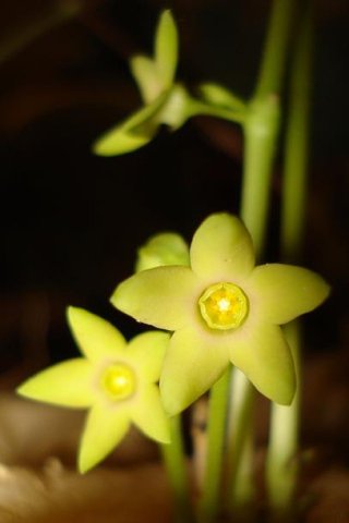 Brachystelma vahrmeijeri