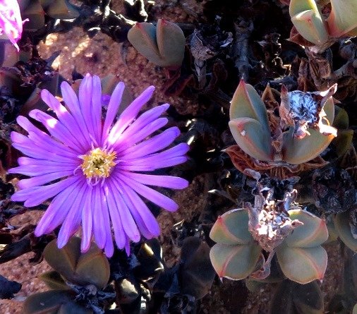 Braunsia apiculata flower and fruit