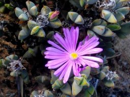Braunsia apiculata flower