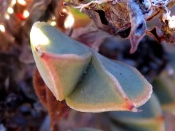 Braunsia apiculata leaf-pair