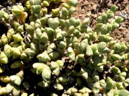 Braunsia geminata leaves