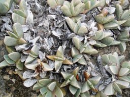 Braunsia vanrensburgii