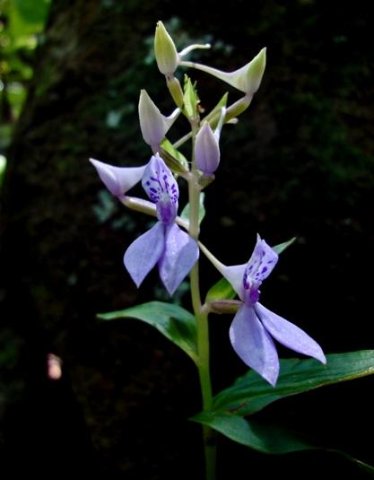 Brownleea coerulea mauve-blue flowers