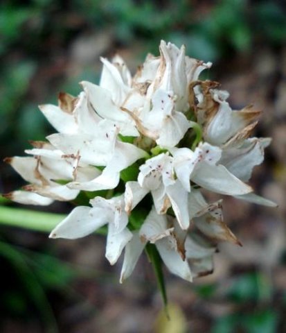 Brownleea galpinii