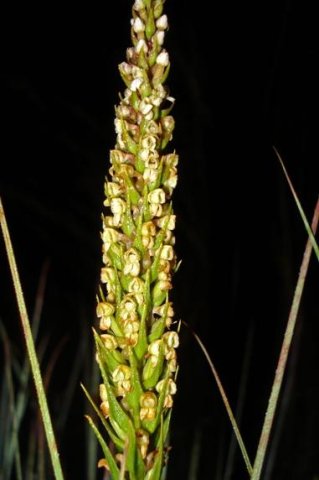 Brownleea parviflora