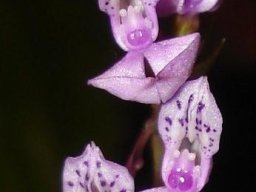 Brownleea coerulea pink-mauve inflorescence