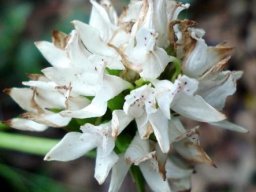Brownleea galpinii