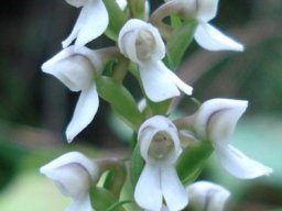 Brownleea parviflora flowers