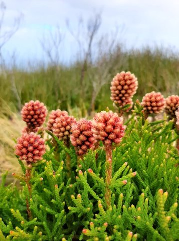 Brunia fragarioides buds