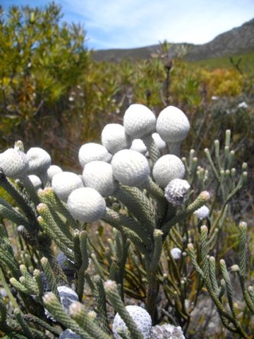 Brunia laevis bright heads