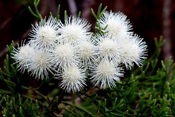 Brunia noduliflora flowering white