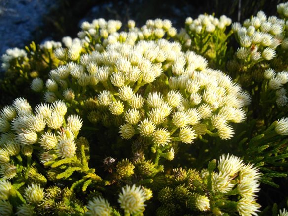 Brunia paleacea