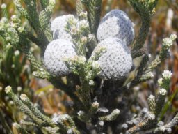 Brunia laevis old flowerheads and stem-tips