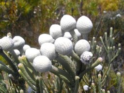 Brunia laevis bright heads